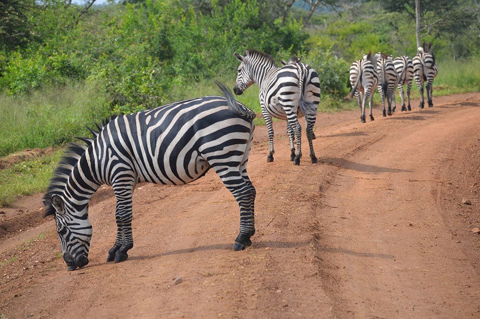 DAY 4: BWINDI NATIONAL FOREST PARK – MBURO NATIONAL PARK